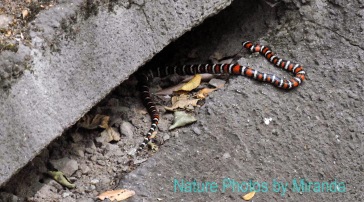 Snake at Monrovia Canyon Falls