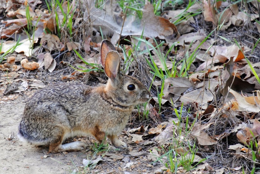 Cottontail at Puente Hills
